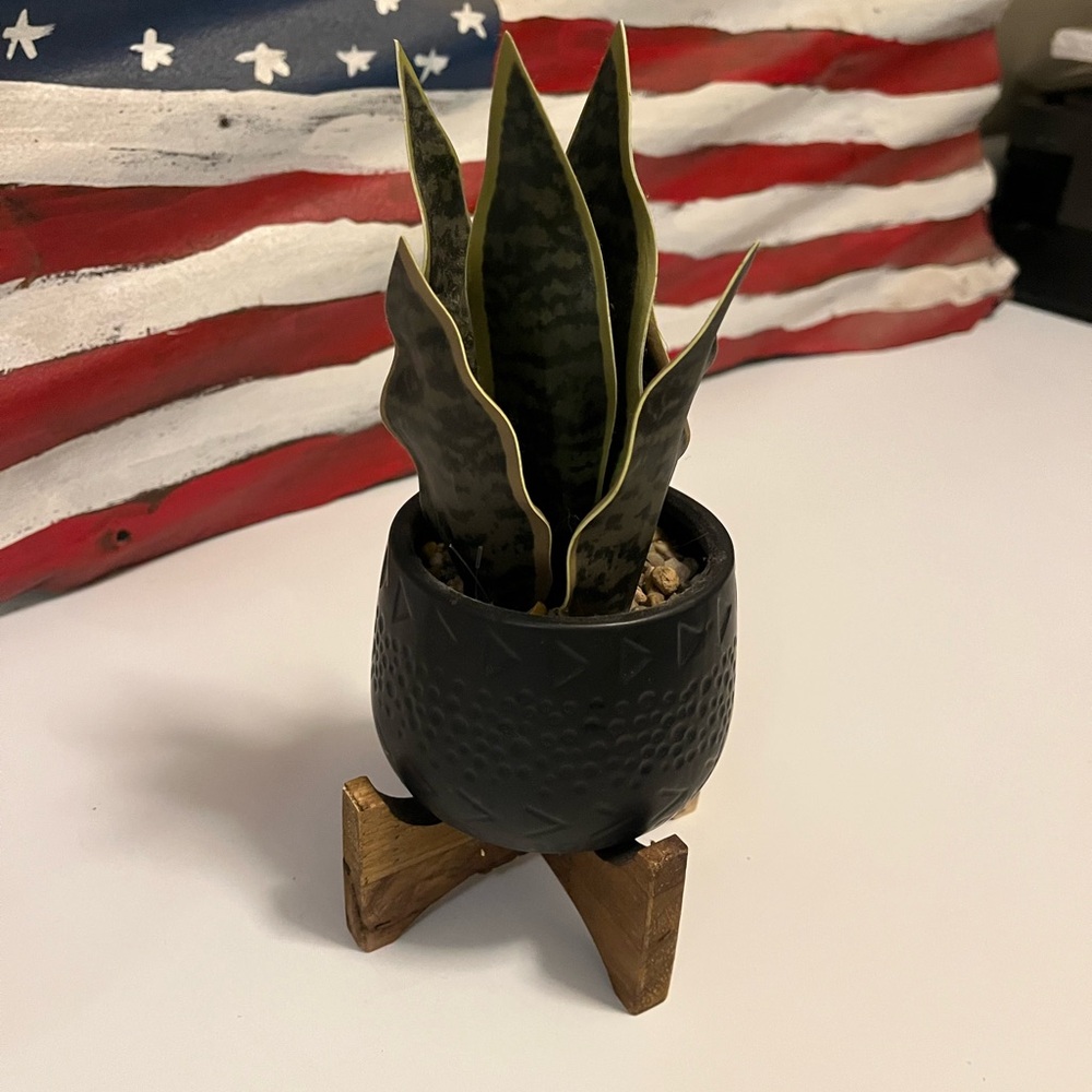 Black Planter with Green Snake Plant
